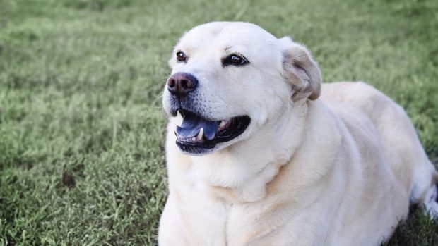 ¿Qué es el Síndrome braquicefálico en perros?