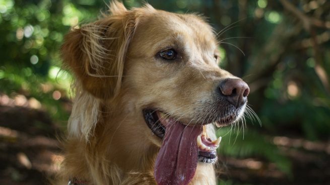 ¿Qué es el síndrome braquicefálico en perros?