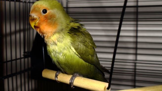 Revista Veterinaria Argentina El Sobrepeso En Las Aves Riesgos Y Cuidados