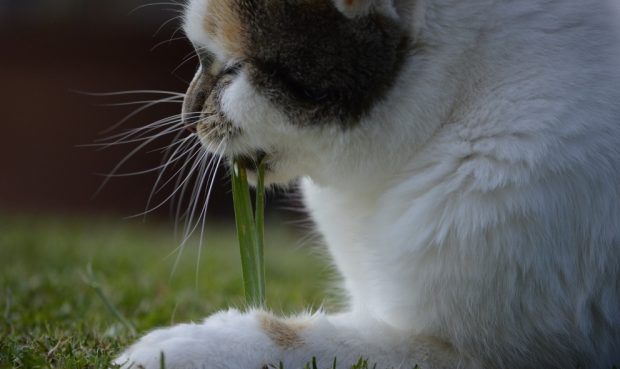 Gato come hierba gatera