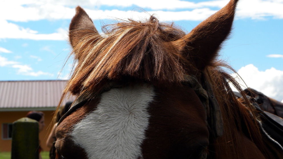 ¿Cómo cuidar el oído en tu caballo?