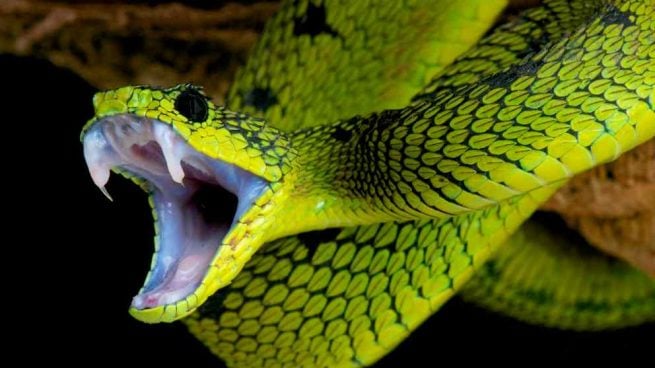 El veneno de la serpiente
