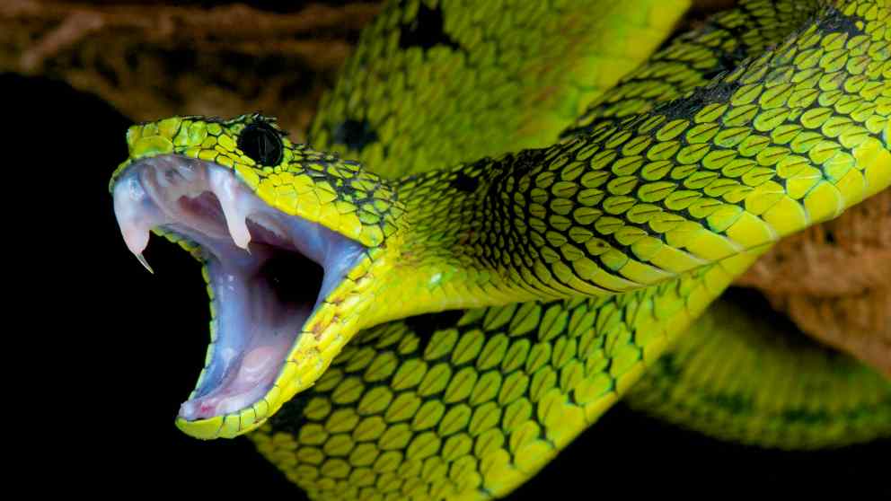 Consejos sobre el veneno de la serpiente