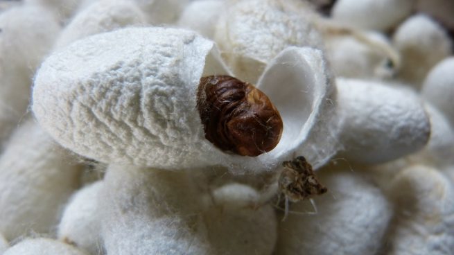 Cría de gusanos de seda