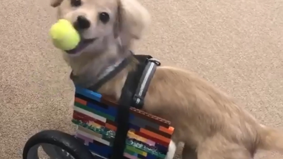 Facebook: Un niño le construye a su perro una silla de ruedas con lego