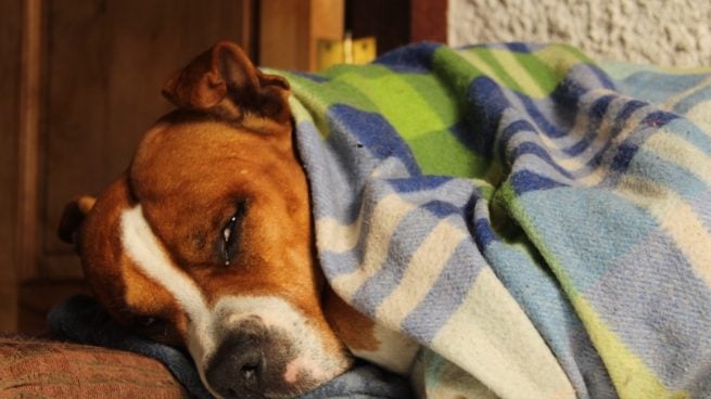 Hipotermia en perros