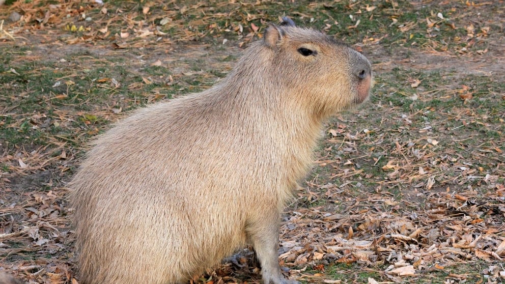 Roedor de más tamaño: capibaras