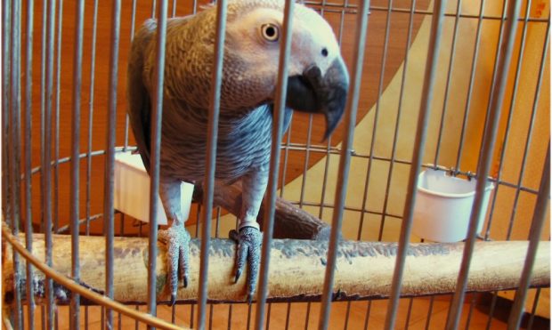 Cómo cuidar a tu loro