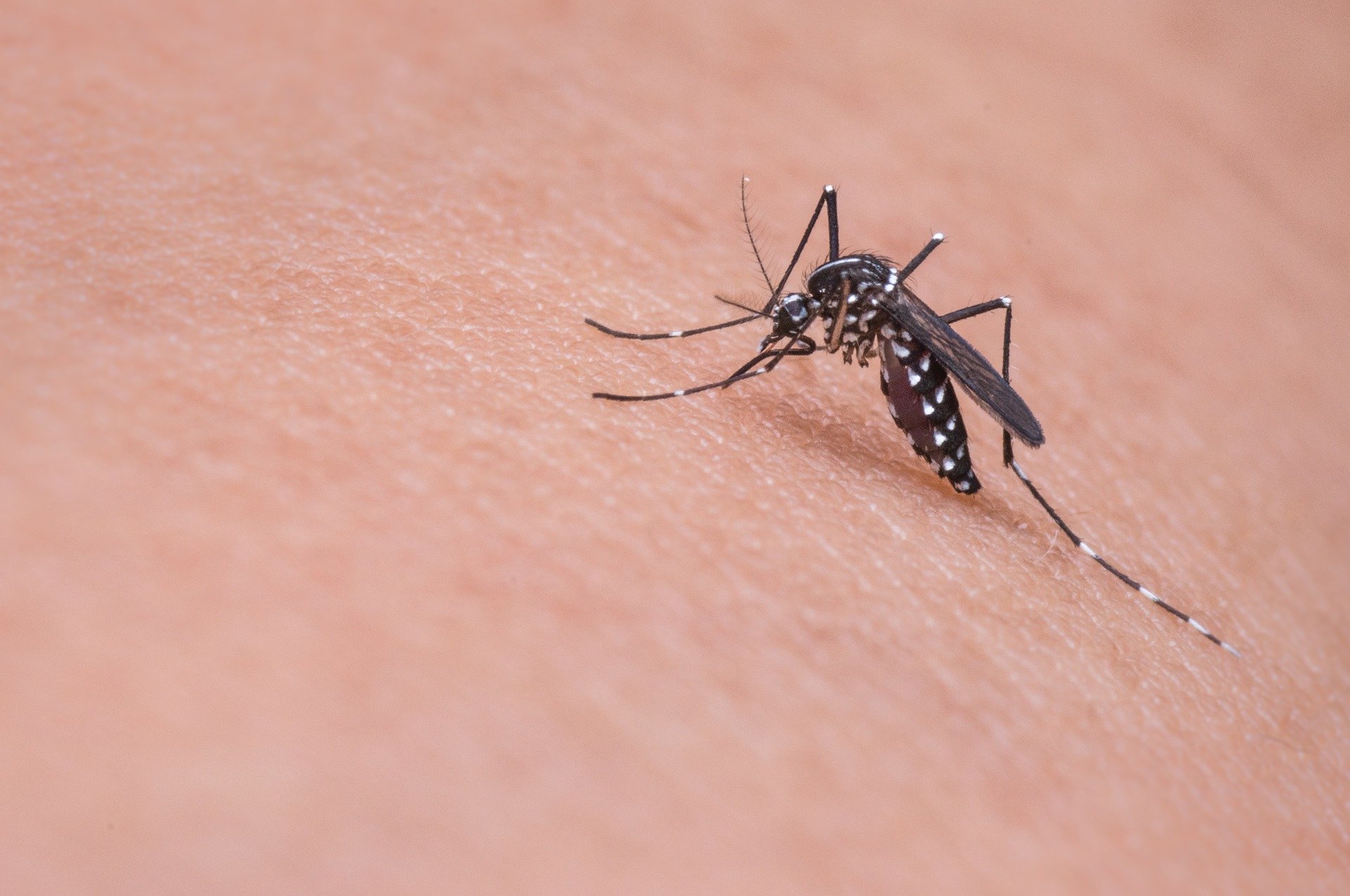 Todo lo que debes saber sobre el paludismo
