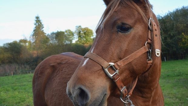 Los ruidos en tu caballo