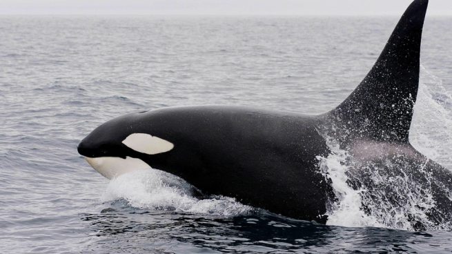 Orca, el depredador marino más temido