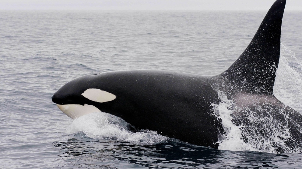 ¿Cuál es el depredador de las orcas