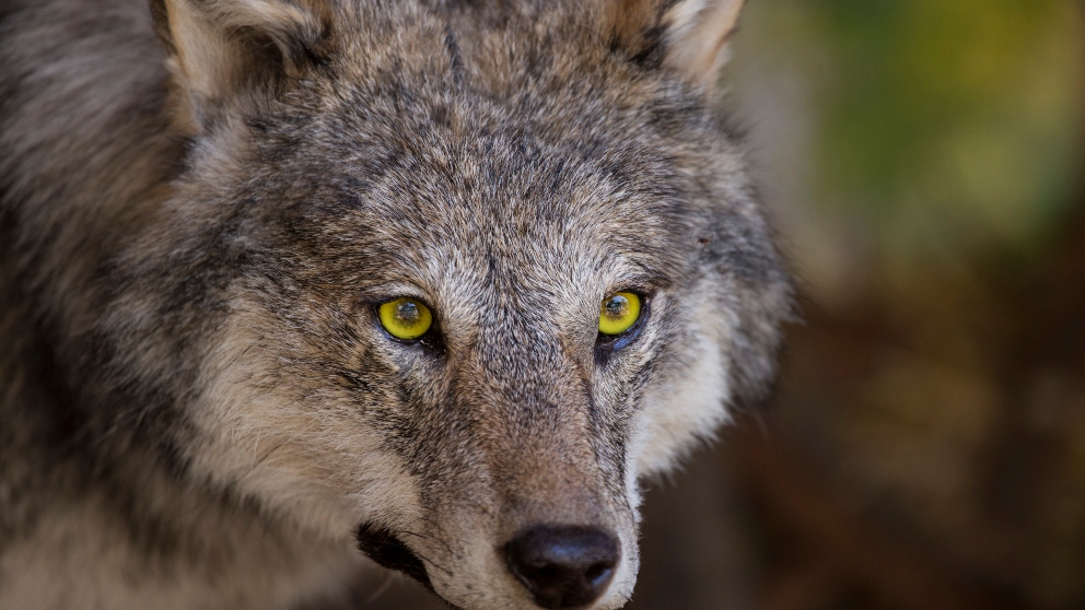 Clases de lobos: gris y el ibérico