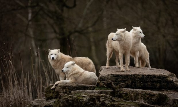 Lobo gris, lobo ibérico