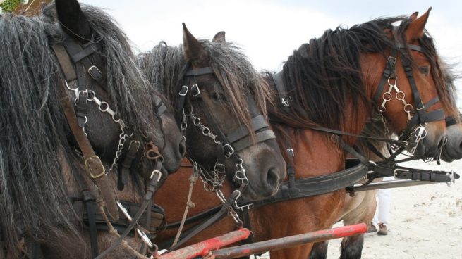 Caballo el belga de tiro