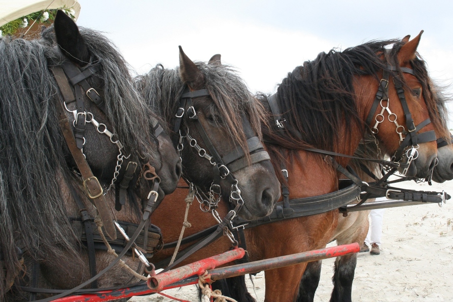 ¿Conoces al caballo belga de tiro?