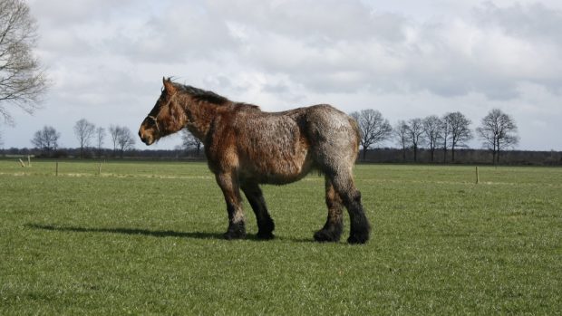 Caballo belga de tiro