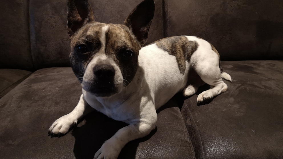 ¿Cómo es el perro bullhuahua?