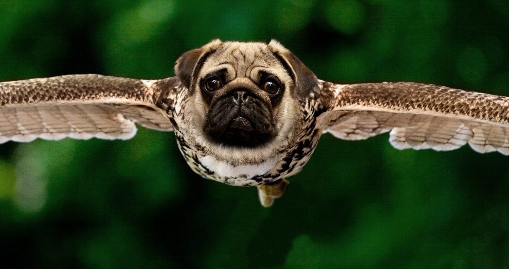 Ejemplos de animales híbridos