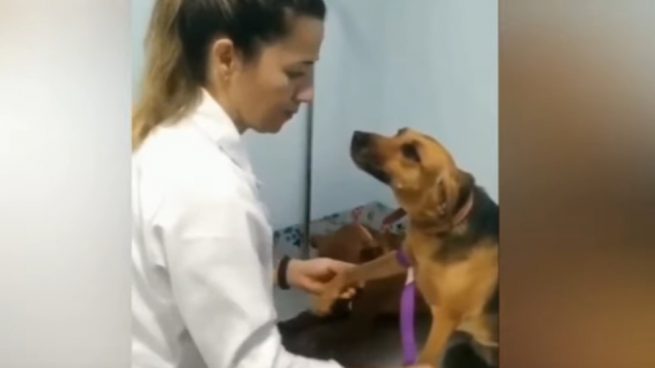 Facebook: El perro se enamora perdidamente de la veterinaria
