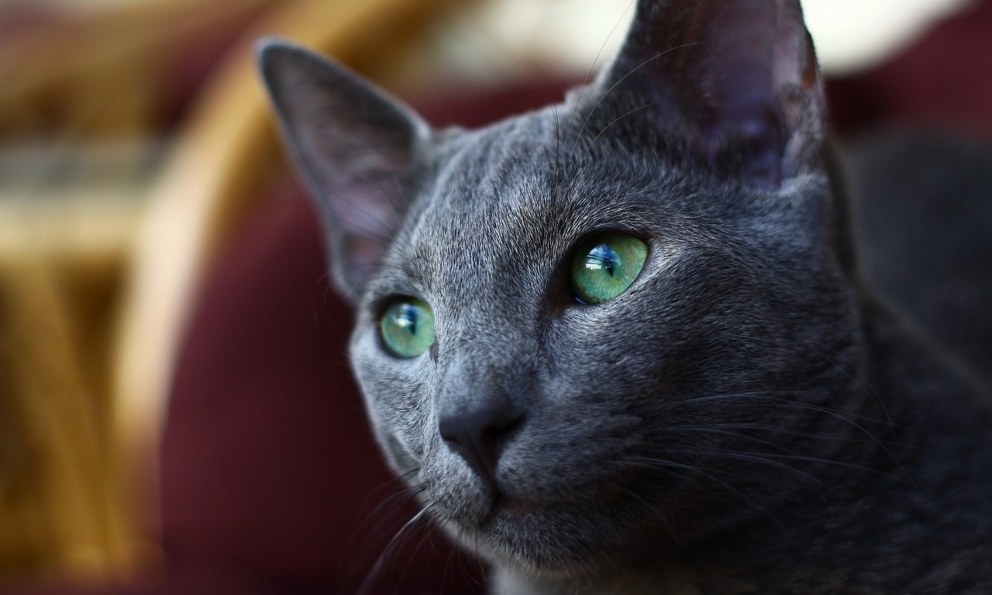 Curiosidades del gato azul ruso