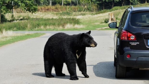 La agresividad del oso