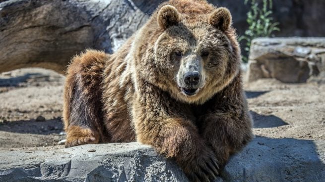 Es agresivo el oso