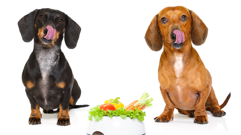 Recetas de ensaladas para perro
