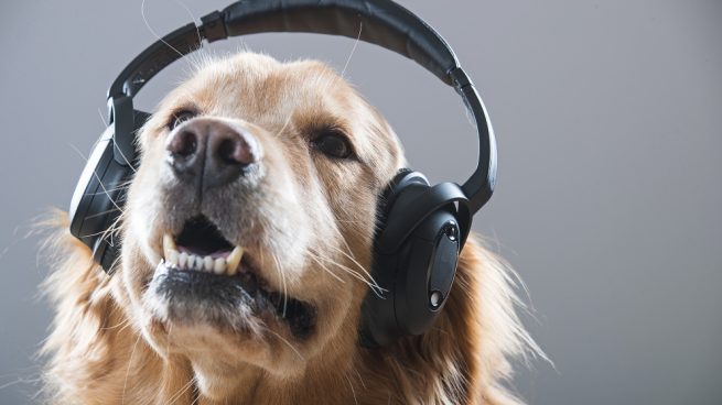 Canciones famosas y música perros