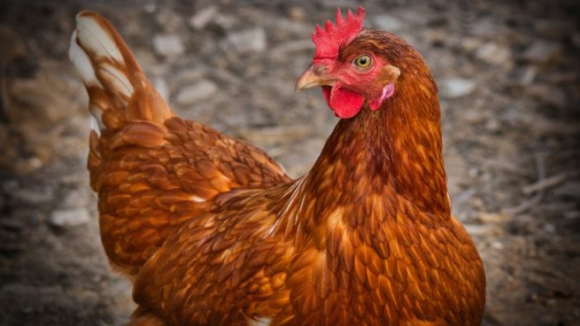 Facebook: El misterio de unas gallinas indias que ponen huevos con la yema verde