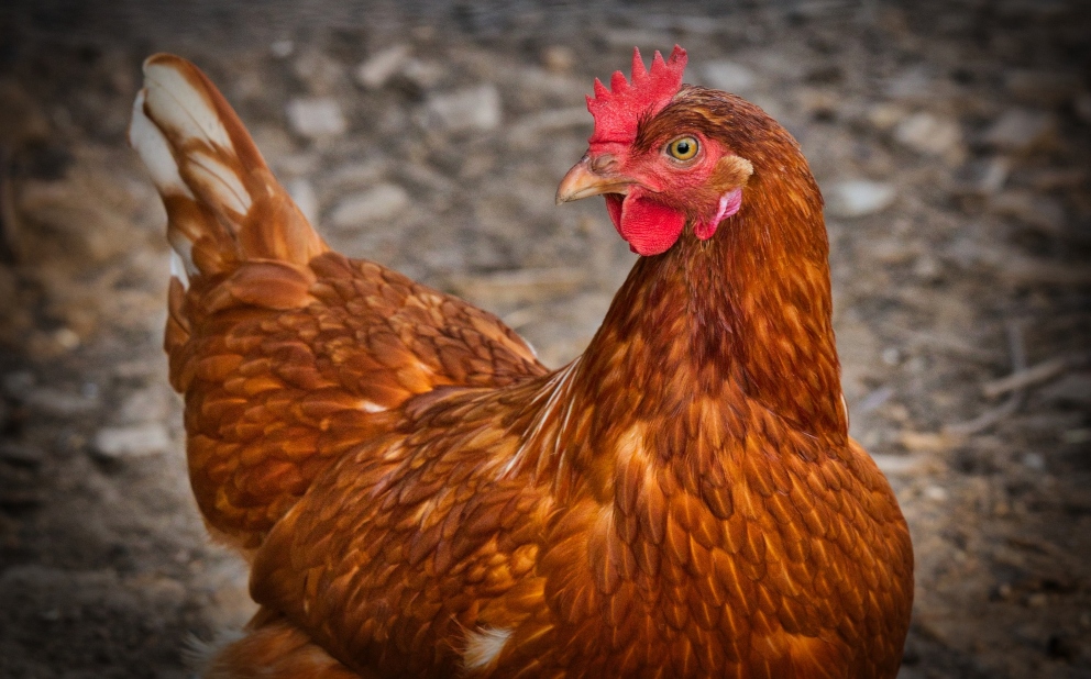 Facebook: El misterio de unas gallinas indias que ponen huevos con la yema verde