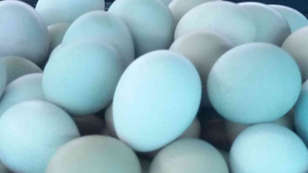 ¿Qué son los huevos azules No no están pintados