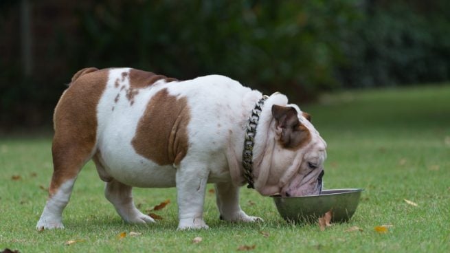 La obesidad en tu perro