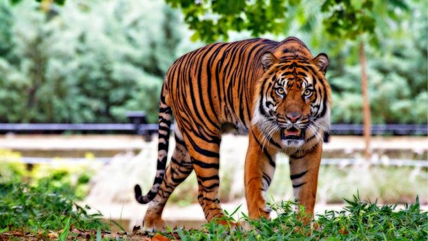 Tigre animales carnívoros