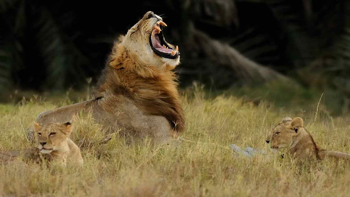 Los leones y su agresividad con el ser humano