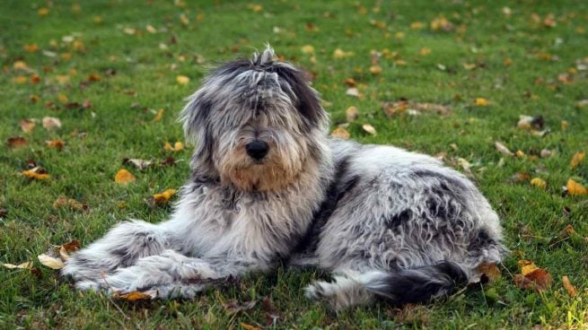 El perro bergamasco