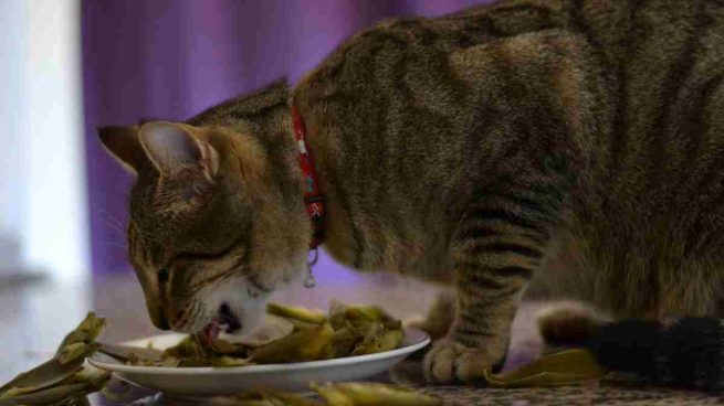 Gato comiendo verduras