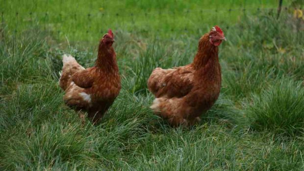 Una Gallina Pone Huevos Todos Los Dias