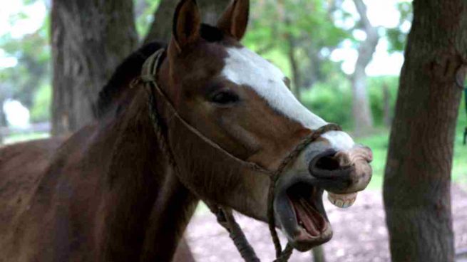 ¿Mi caballo respira por la boca?