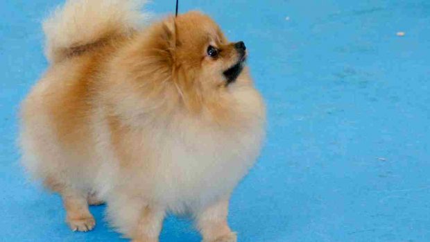 El perro Pomerania