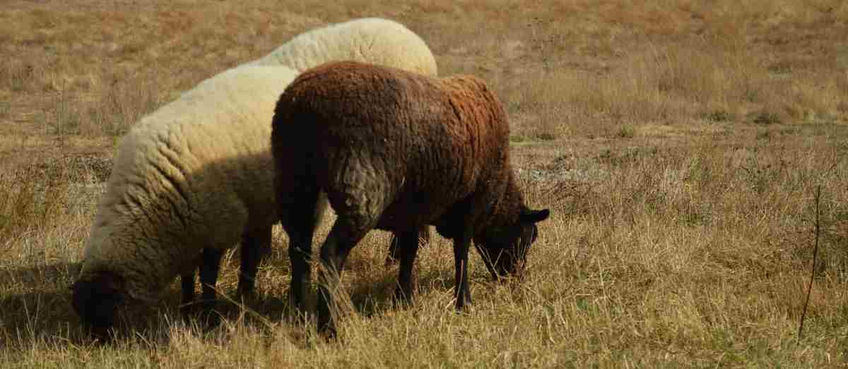 Diferentes razas de ovejas