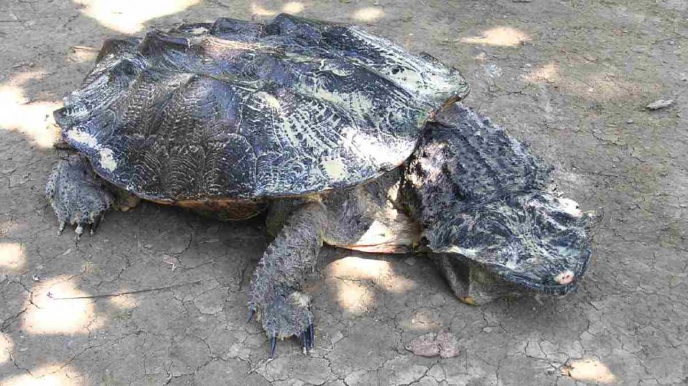 Curiosidades de la tortuga Matamata