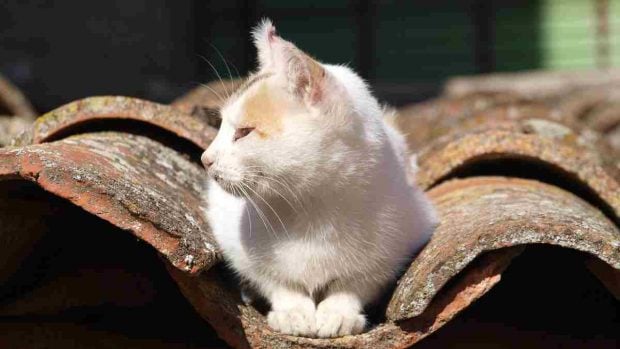 Gato en el tejado