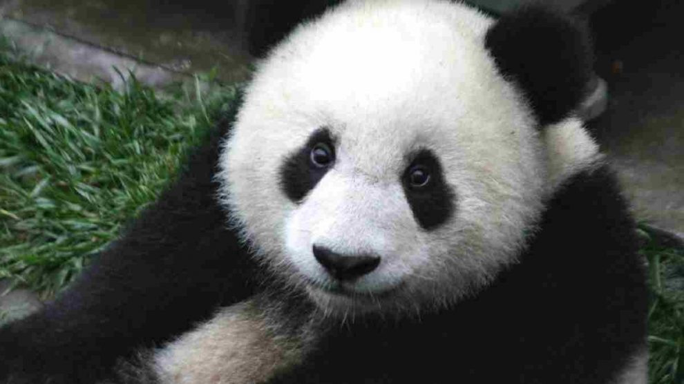El oso panda supervivencia de la especie