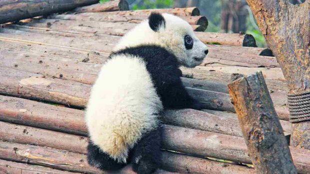 En peligro de extinción el oso panda