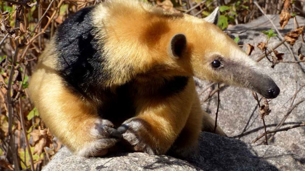 Curiosidades del oso melero