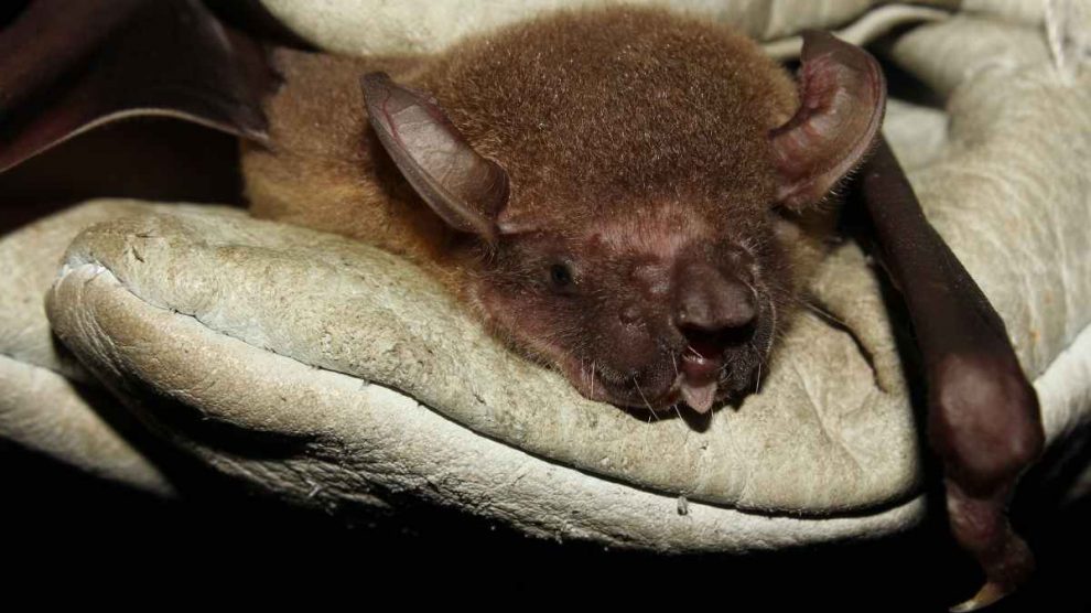 Animales curiosos: el murciélago pescador