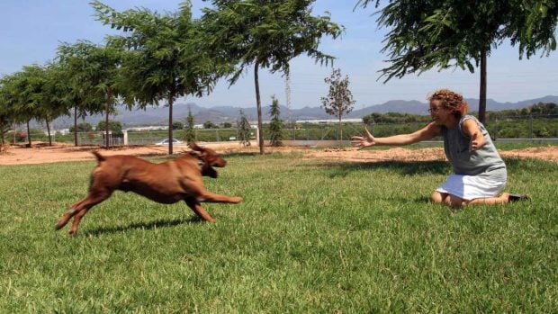 Perro en residencia canina