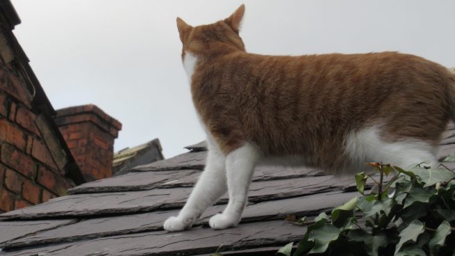 Gato en el tejado
