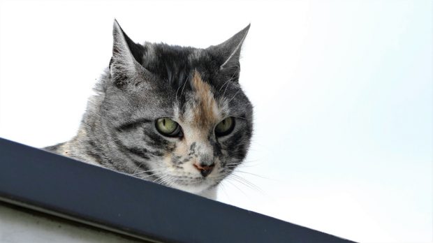 Cómo ahuyentar a los gatos de la azotea para que no usen tu techo de baño:  4 tips infalibles